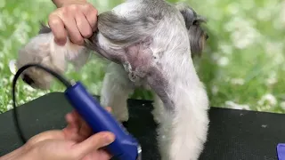 CURSO DE PELUQUERÍA CANINA / ARREGLO COMERCIAL SCHNAUZER