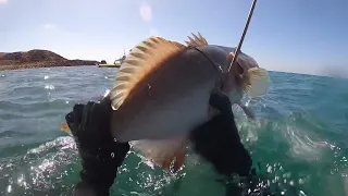 Spearfishing The North West - Fresh Produce