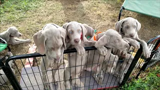 Weimaraner Puppies