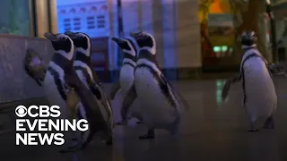 Chicago's Shedd Aquarium penguins become online sensation during pandemic
