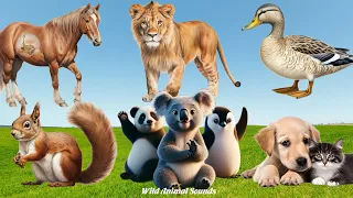 Happy Animal Moment, Familiar Animals Sounds: Lion, Cranes, Koala Bear, Penguin - Animal Paradise