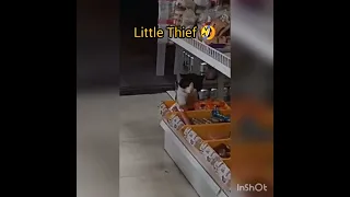 little Thief 😂. funny Adorable cat