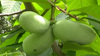 Paw Paw (Asimina triloba)-  The Largest American Fruit