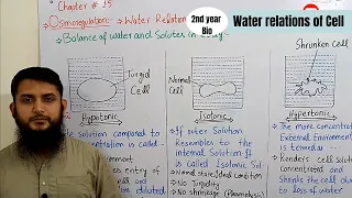 Hypotonic hypertonic and isotonic | Osmoregulation | Class 12