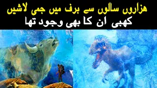 Ancient Animals Found in Ice.Animals That are Found Frozen in the Ice Urdu &Hindi