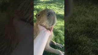 Capybara's Teefs 😭🖤 #Capybara