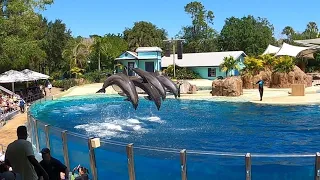 Full Dolphin Adventure Experience 2022 at Dolphin Theater at SeaWorld in Orlando, Florida!