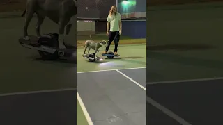 Dog Shows Off Skills on Electronic Onewheel Skateboard