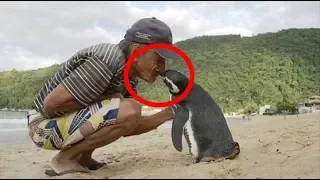 Penguin Swims 8,000KM Every Year To See The Man Who Saved His Life1