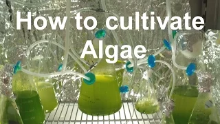 How to Grow Algae with high yield