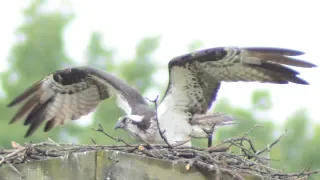 Osprey bird call loud sound while flying away from nest