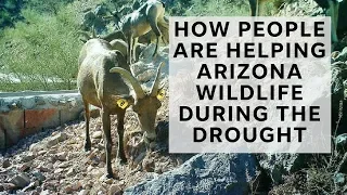 How people are helping Arizona wildlife during the drought