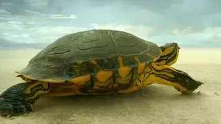 Turtle Travels Through Desert | Earth From Space | BBC Earth