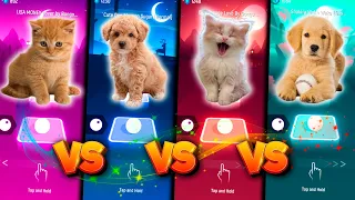 CUTE CAT LISA MONEY VS CUTE DOG MAROON 5 SUGAR VS CUTE CAT BTS SAVAGE LOVE VS CUTE DOG SHAKIRA WAKA