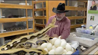 GIANT PYTHON RODEO (Snake Attack)