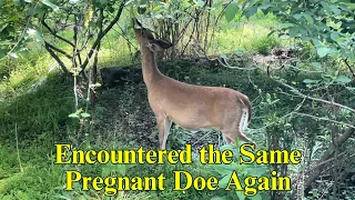 Encountered the same pregnant doe again in 8 days | backyardwildlife | whitetaileddeer | deer | lake