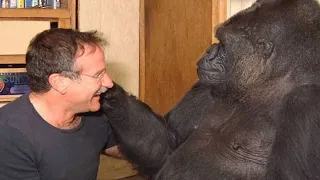 Great Robin Williams made Koko the Gorilla laugh for the first time in 6 months after the