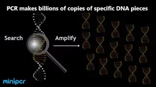 How does PCR work? The polymerase chain reaction explained