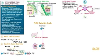 Cytochrome P450 Catalytic Cycle