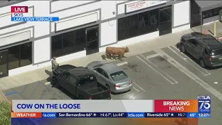 Authorities try to wrangle cow in Lake View Terrace