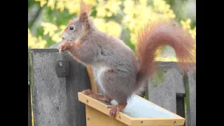 2021 - Kurzfilm - Eichhörnchen im Garten