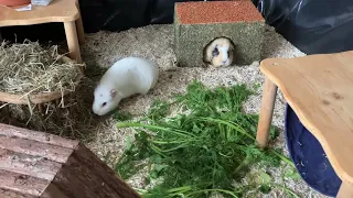 Guinea pig afternoon