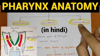 Pharynx Anatomy (1/4) | Head & Neck | Anatomy