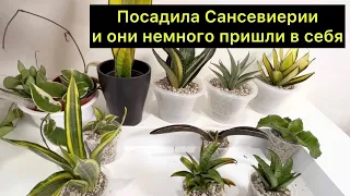 Посадила свои новые Сансевиерии и они немного пришли в себя ￼/ #сансевиерия ￼#sansevieria