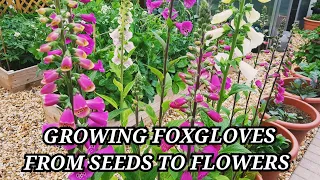 Growing foxgloves from seed to flowers ~ Foxgloves with stage to stage update on growth