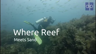 Where Reef Meets Sand