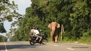 Wild elephant chases a motorcycle rider #attack #elephants #srilanka