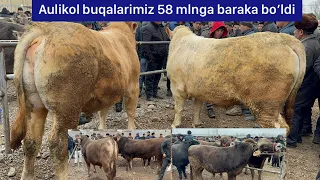 Yangiqo’rg’on Bekobod chorva bozori buqalari 17 02 2024. Bugungi narxlar bilan tanishing.