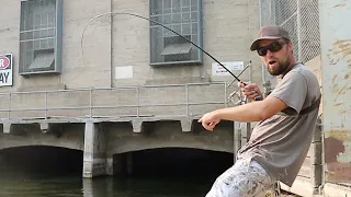 These Fish Are Living Under A Giant Dam (What Is Living Here)