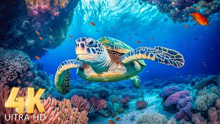 4K Turtle Paradise (ULTRA HD) 🐋- Coral Reefs and Colorful Sea Life - Relaxing Music