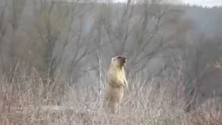 Bobak marmot in NationalPapk Dvorychanski Степной сурок в национальном парке Двуречанский