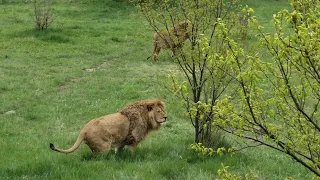 Как же похожи вожак и сын! Тайган Life of lions in Crimea