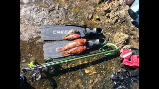 Spearfishing-Škarpine