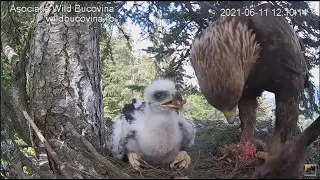 ~ Golden Eagle (Aquila chrysaetos) - Orły przednie - Rumunia - Kawał lisa na obiad ~