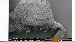 Scanning Electron Microscope (SEM)