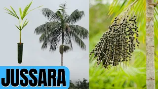 PALMITO JUSSARA | Saiba como cultivar e cuidar CORRETAMENTE!