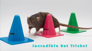 Donut the Rats Awesome Tricks - Part 2!