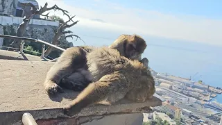 🐒THE MONKEY OF GIBRALTAR🐒