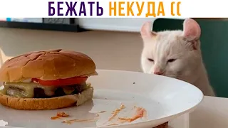 ЗАВТРА НАЧНУ БЕГАТЬ!))) Приколы с котами | Мемозг 837