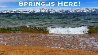 Sights and Sounds of Spring Starting around TAHOE. Until it snows tonight...