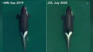 Orca J35 who carried dead calf for 17 days is pregnant again