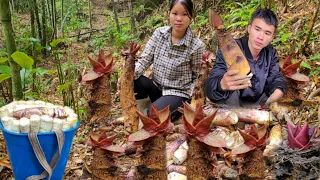 Picking bamboo shoots, making dried bamboo shoots, making bamboo shoots filled with meat (Ep67).