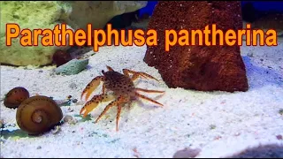 Королевский леопардовый краб - Panther crab - Parathelphusa pantherina