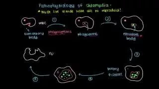 Pathophysiology of Chlamydia