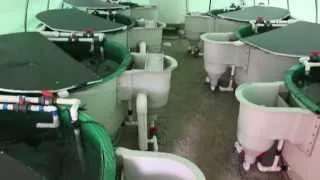 Partial Recirculating Aquaculture System