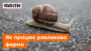 🐌 Равликова ферма на Рівненщині: як працює підприємство в умовах війни?